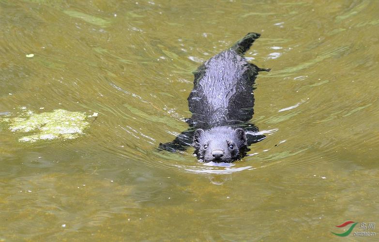 水獭还是河狸鼠 水耗子 麝鼠