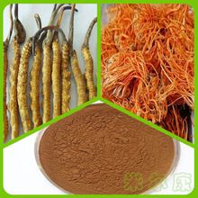 蝙蝠蛾拟青霉菌粉