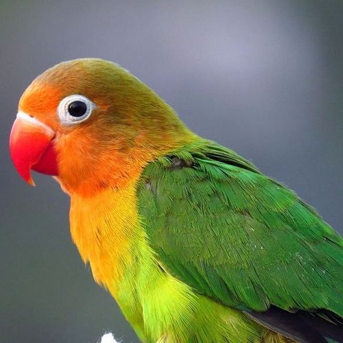 牡丹鹦鹉选购时要注意的是什么是情侣鹦鹉,蜡嘴