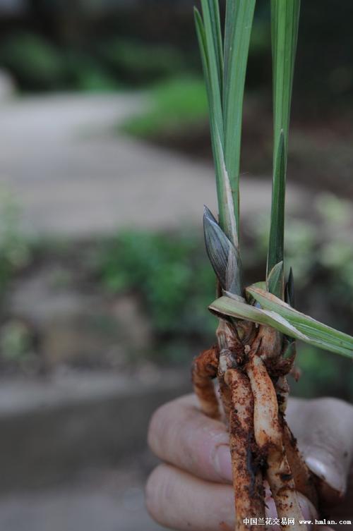春剑红花荷瓣:垄头子母2苗1出土芽1花苞