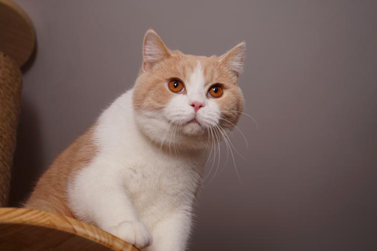 作为一个古老的猫品种,其历史可追溯至古罗马时期的家猫,由于拥有悠久