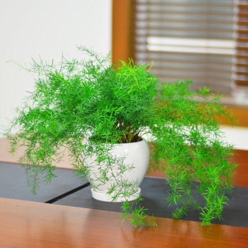 狐尾天门冬盆栽植物室内庭院观赏绿植四季常绿净化空气吸甲醛盆栽