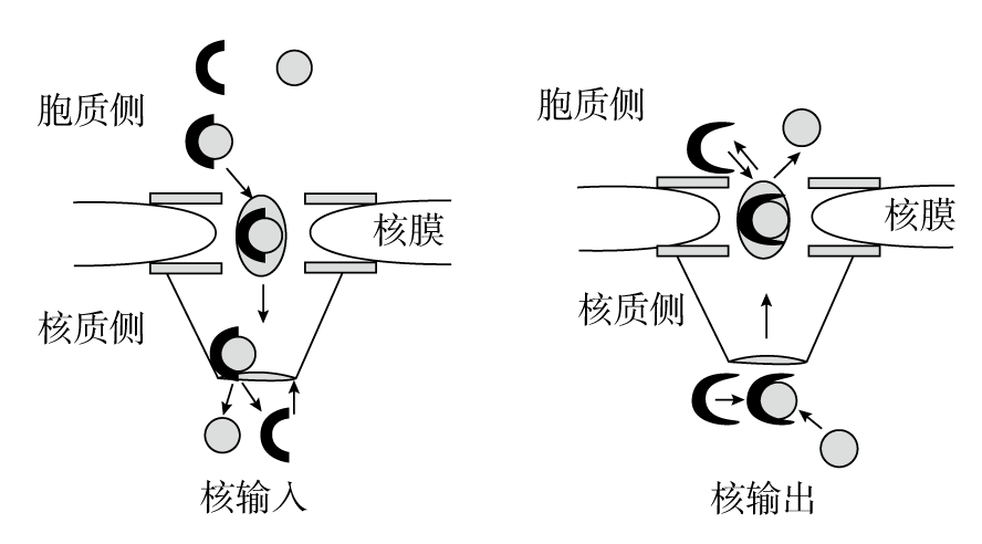 下图表示物质通过核孔复合体的输入和输出过程.有关说法正确的是