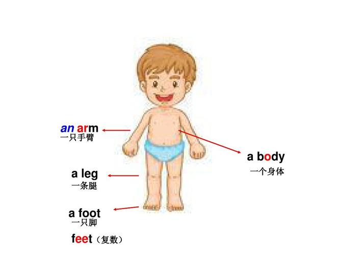 an arm 一只手臂   body   leg 一条腿 一个身体   foot 一只脚 feet
