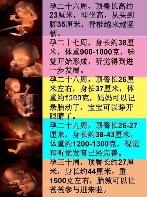 1-40周胎儿生长发育过程图,附生长发育特点_生长发育_胎儿_孕期_孕期
