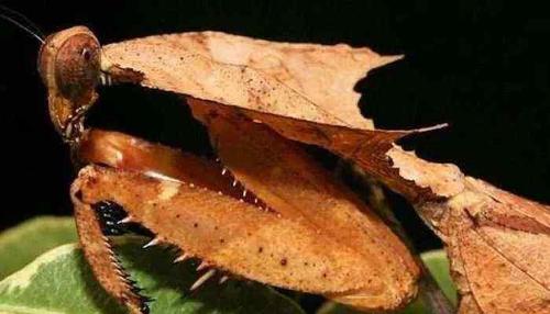 巨型螳螂1米 螳螂的种类