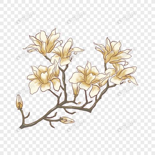 春分手绘玉兰花