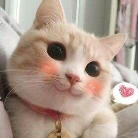 猫猫头表情包