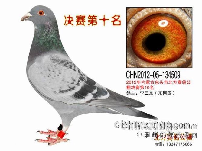 内蒙古包头市北方赛鸽公棚2012年秋季500公里决赛于12月20日圆满