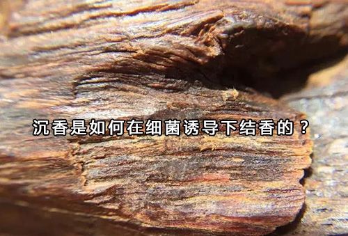 深度剖析沉香是如何在细菌诱导下结香的沉香结香过程是怎样的