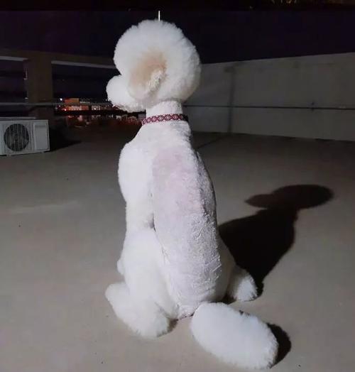 两只巨贵听主人拉二胡,模样活像个小孩子!