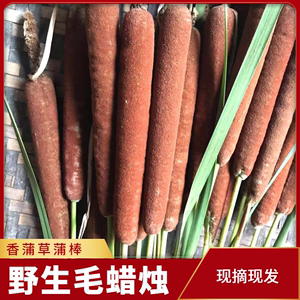 野生新鲜现采蒲棒药材蒲包毛蜡烛草香蒲草蒲棒驱蚊水烛20支包邮
