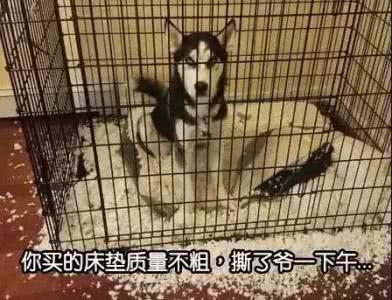 为防止哈士奇拆家铲屎官想损招,二哈:你心不是一般黑