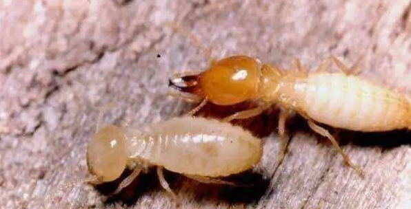 白蚁是在朝着蚂蚁进化的蟑螂!它为什么要朝蚂蚁进化呢