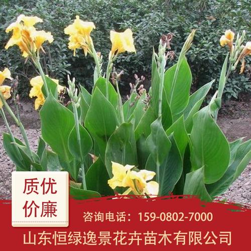 美人蕉 美人蕉苗子批发 量大价优美人蕉