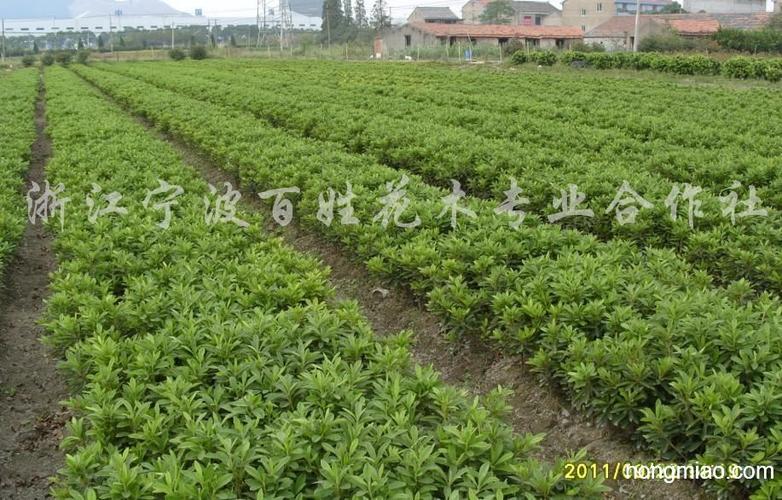 供应毛鹃|毛鹃图片及价格-浙江宁波百姓花木