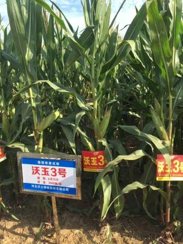 沃玉3号高抗玉米锈病,茎腐病,顶腐病,褐斑病,粗缩病等玉米病害.
