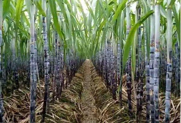 甘蔗的生长过程图片欣赏