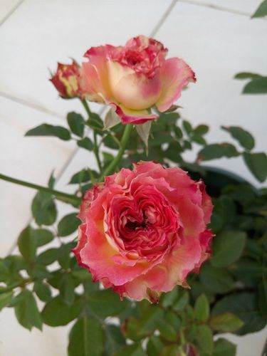 日月新品切花月季 莲花レンカ正版月季花苗 直立性好不垂头 对版_7折