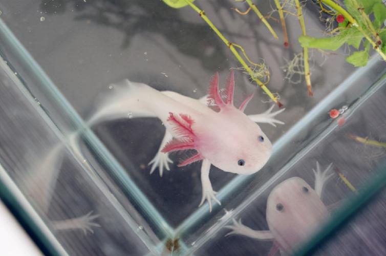 神似"龙"的生物,"六角龙鱼"是什么样的一种存在?合理吗?