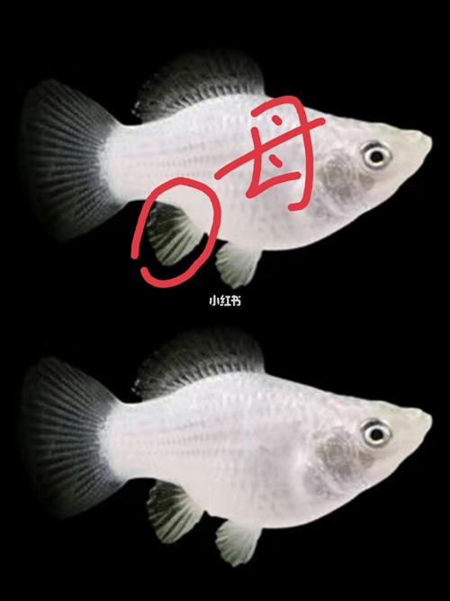 区别公母鱼的教程来啦_教程_宠物_宠物_宠物其他