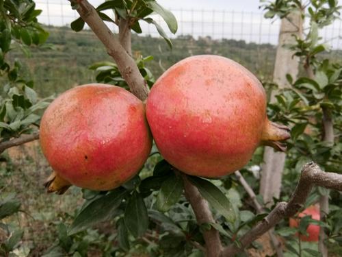 孤儿乔金龙的软籽石榴熟了