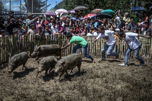 菲律宾"捉猪"比赛二师兄满地乱窜被五花大绑