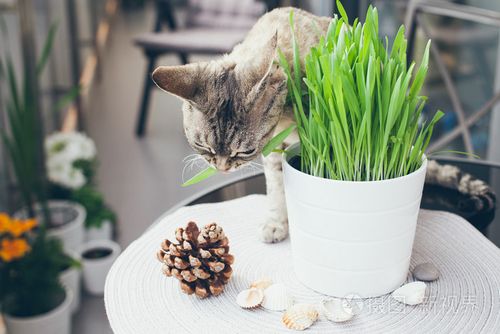 猫草, 宠物草.猫吃猫草