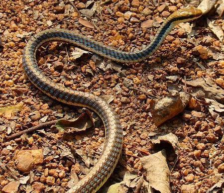 纳米比亚沙漠测行蛇