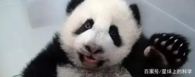 很多生物都是5根手指,为什么大熊猫会有6根手指?