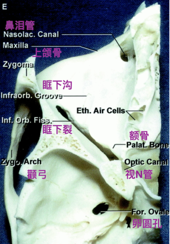 眶下裂上方是蝶骨大翼,下方是上颌骨和腭骨眶突,外侧是颧弓.