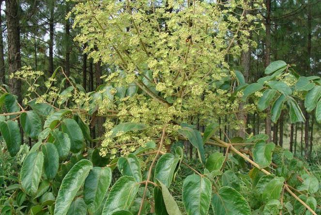 鸟不踏刺树图片