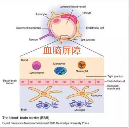 血脑屏障