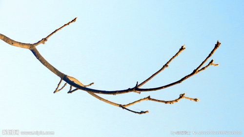 树枝图片