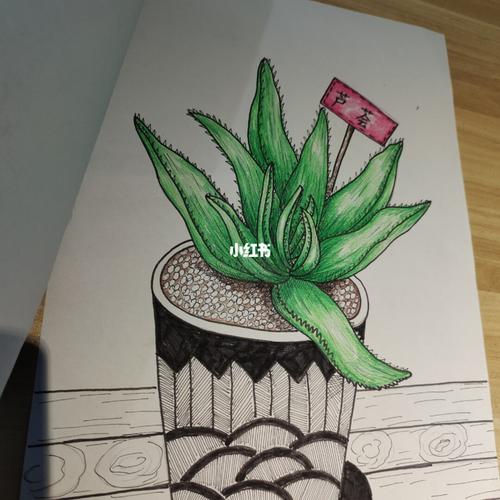 芦荟_芦荟_线描_儿童写生画_文化_绘画