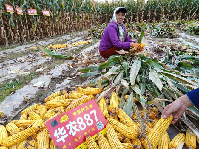 中国好玉米,华农887