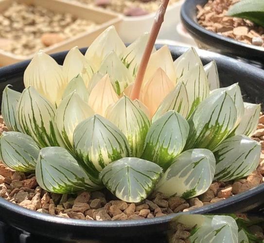 68ob玉露锦一物一拍9cm盆根系好侧芽锦好