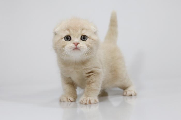 宠物小猫咪纯种美国短毛猫美短加白起司立耳折耳活体幼猫幼崽出售