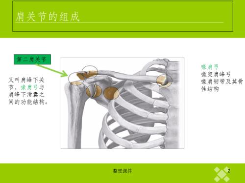 《肩关节功能解剖》