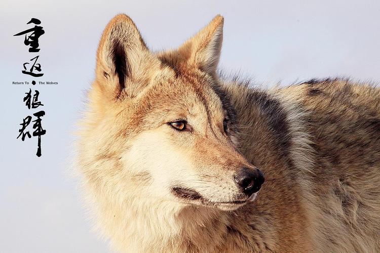 关于人性——《重返狼群》观后感