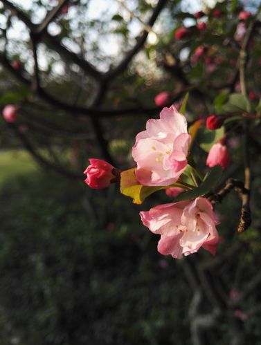 如何用iphone拍出背景虚化的照片