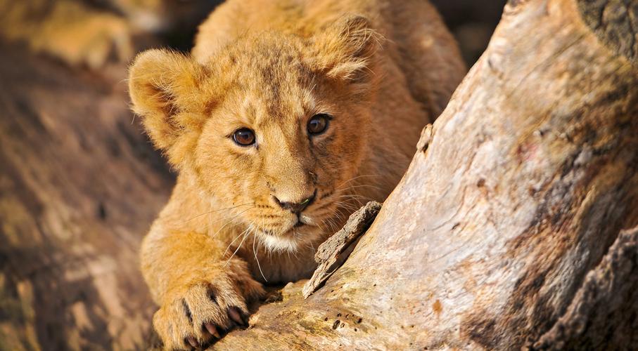 埋伏的狮子幼崽