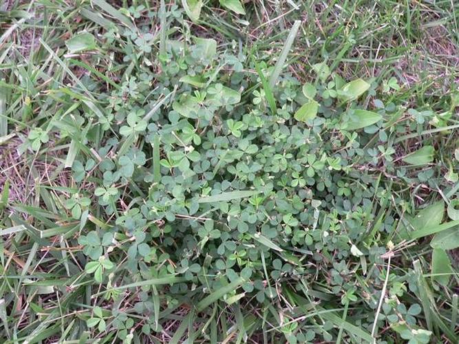 草坪豆科植物-鸡眼草