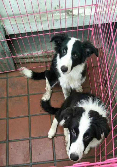 转让边牧公母各一只