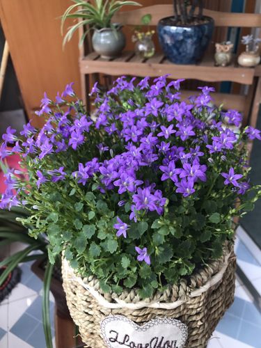 笔记 ·2 专辑 ·5 最喜欢小花小草跟多肉,风铃草的颜色很让