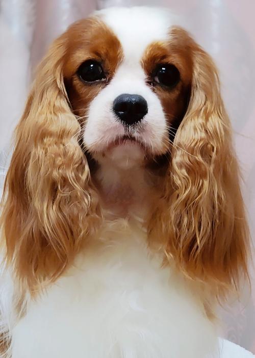 骑士查理王小猎犬养犬须知