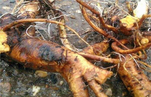 一下雨就冒出来的"皱叶酸模",根系似人参,价值高你见过吗?