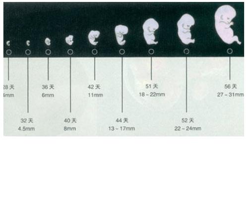 怀孕100天,胎儿有哪些东西成型?