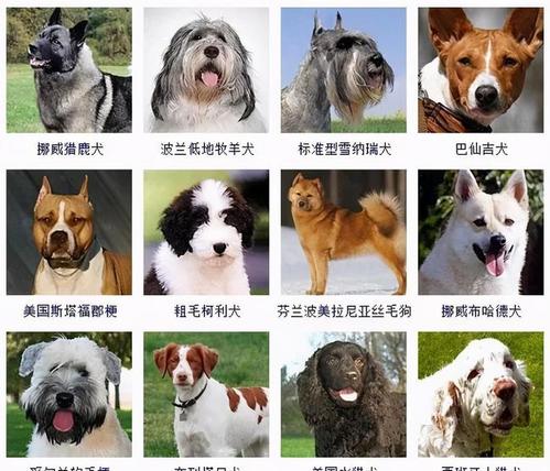 178个品种的狗狗,傻傻分不清楚?有了它,一扫就能认出