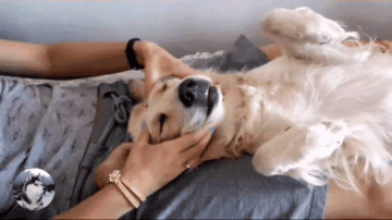 女主人给金毛做脸部按摩,看到金毛的表情,网友们笑翻了